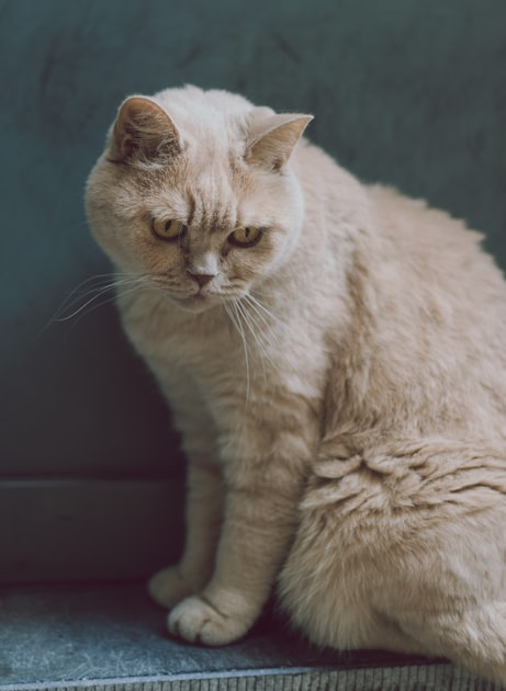 cat1 yourpetonline.com